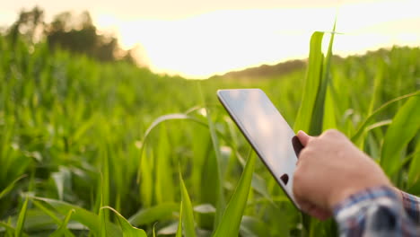 Ein-Bauer-In-Seinem-Maisfeld-Untersucht-Bei-Sonnenuntergang-Seine-Ernte-Mit-Einem-Digitalen-Tablet
